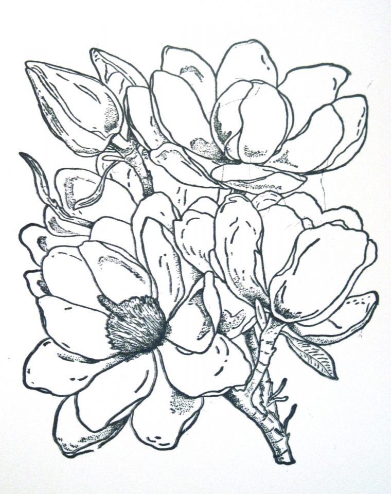 magnolia coloring page