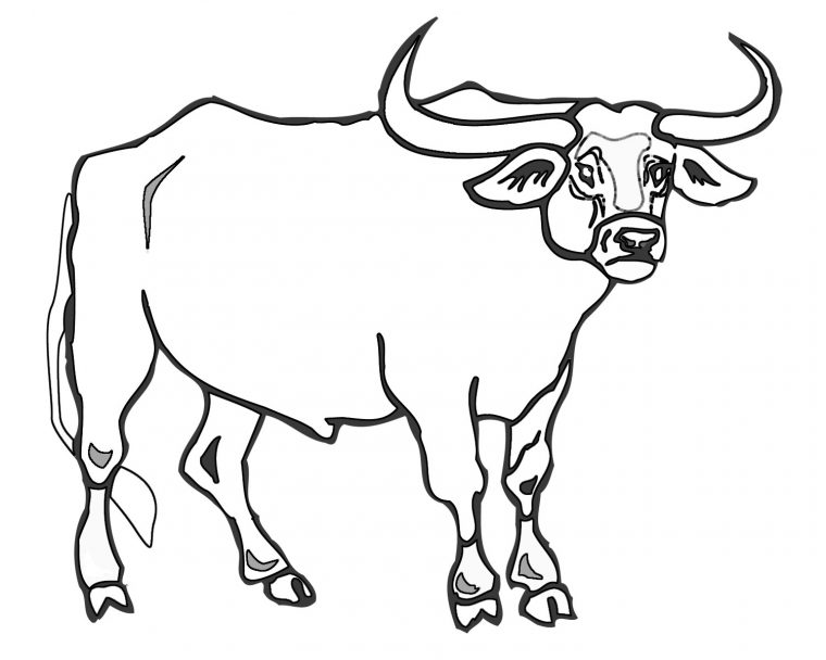 ox coloring page