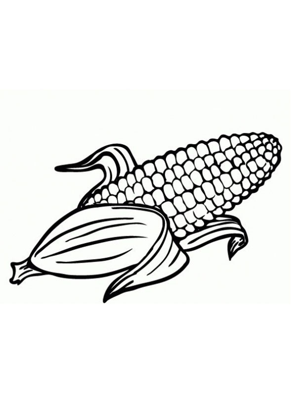 printable corn coloring page