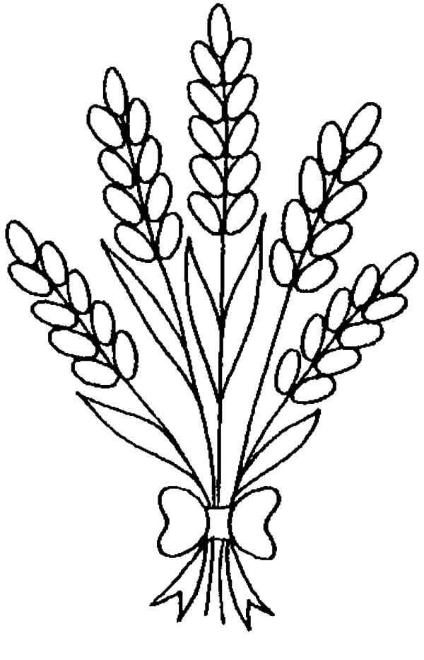 lavender coloring page