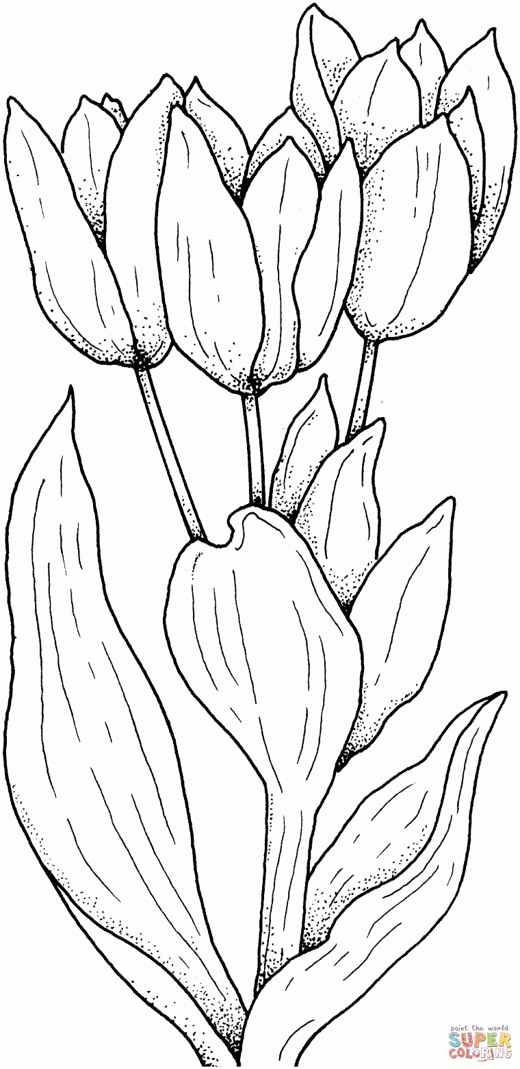 tulip coloring pages for adults