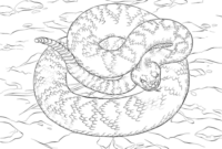 rattlesnake pictures to color