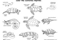 reptile coloring