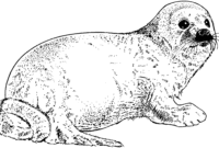 harp seal coloring page