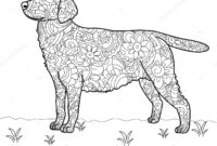 coloriage chien labrador