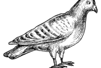 pigeon coloring pages