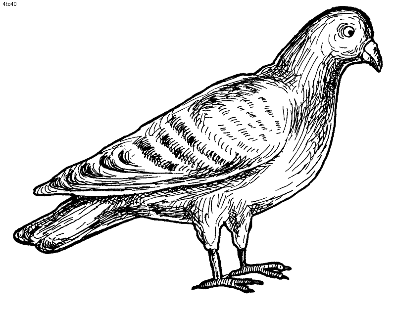 Pigeon Coloring Page - Kids Portal For Parents