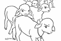 sheep color