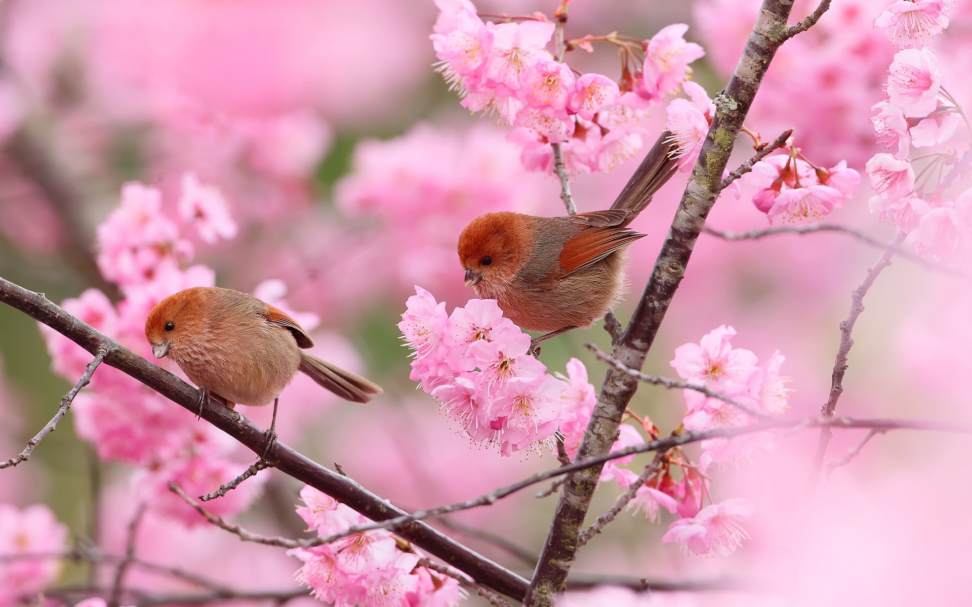 Fonds d'écran Deux oiseaux, branches, fleurs roses, le printemps