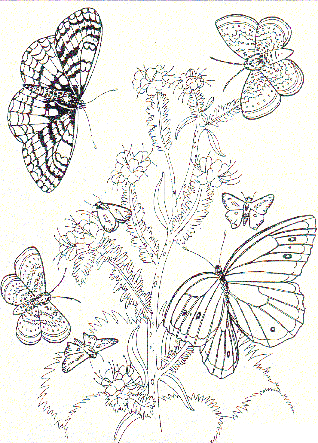 Free Printable Butterfly Coloring Pages For Kids