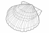 printable seashell