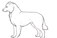 printable australian shepherd coloring page