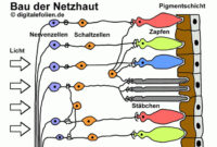 auge aufbau und funktion 8klasse