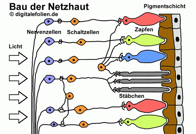 Auge Aufbau Und Funktion 8Klasse - GreatestColoringBook.com