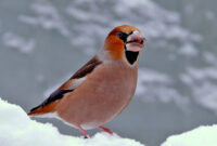 einheimische vogel im winter