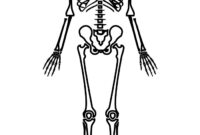 human skeleton color