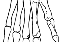 skeleton hand coloring page