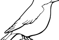 coloring pages of a robin