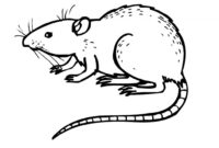 cute rat coloring page