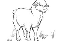 coloring page of a sheep