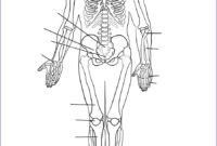 skeletal system coloring page