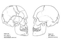 anatomy skull coloring pages