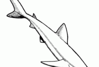 coloring pages shark