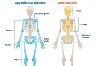 color by number skeletal system