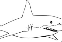 printable shark outline