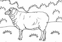 sheep coloring picture