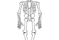 skeleton coloring pages free