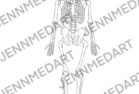 printable skeletal system coloring pages