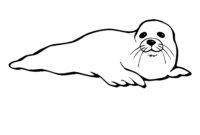 coloring pages of seals