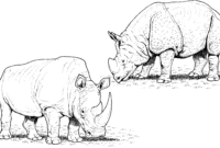 coloring pages rhino