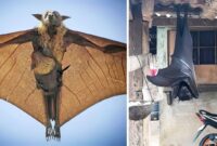 the big bat of baseball player